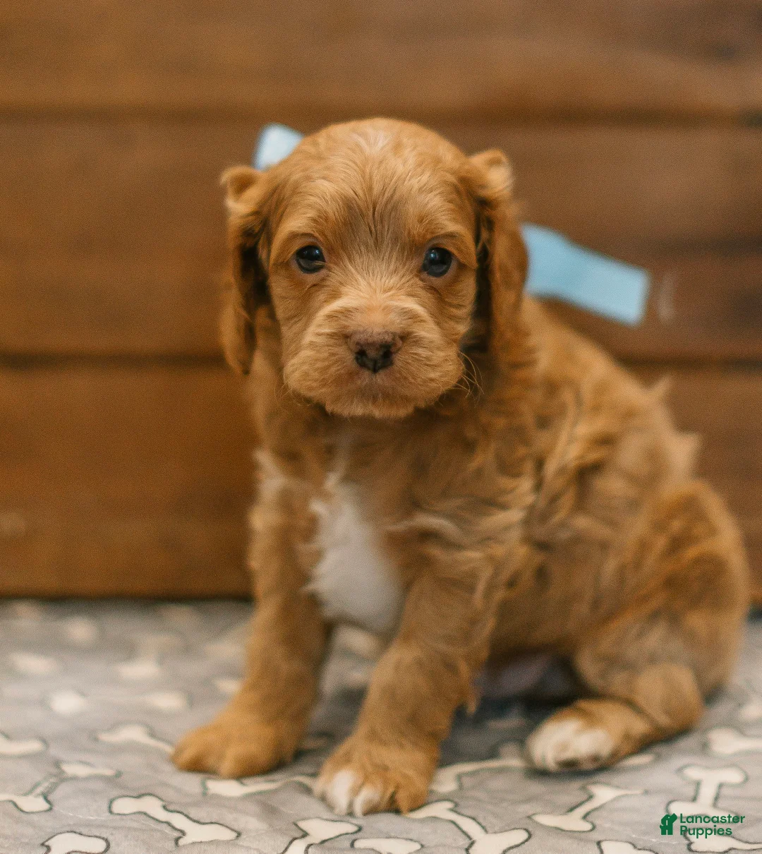 Cockapoo dogs for sale: Gideon  - Ad 1