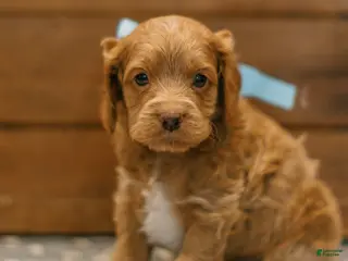 Cockapoo dogs for sale: Gideon - Ad 2