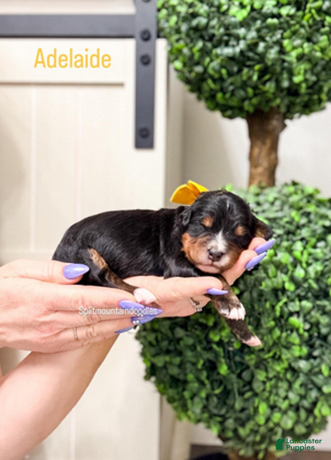 Bernedoodle dogs for sale: Adelaide - Ad 1