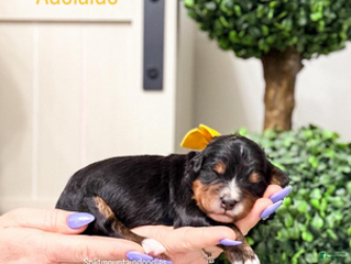 Bernedoodle dogs Adelaide - Ad 13