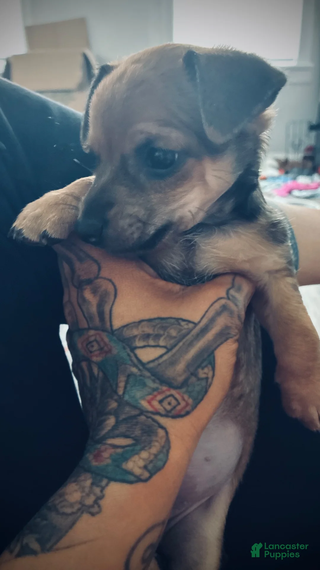 Mixed Breed dogs for sale: Big Dude aka Biggje Smalls - Ad 2