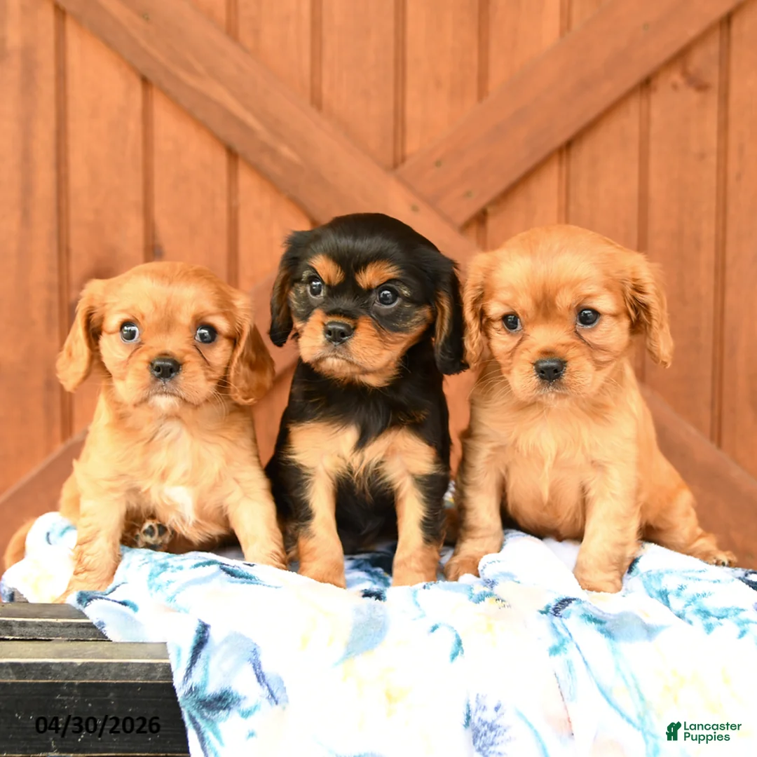 Cavalier King Charles Spaniel dogs for sale: Queenie - Ad 3