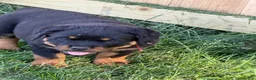 Rottweiler dogs for sale: Rottweiler Puppy 1 - Ad 11
