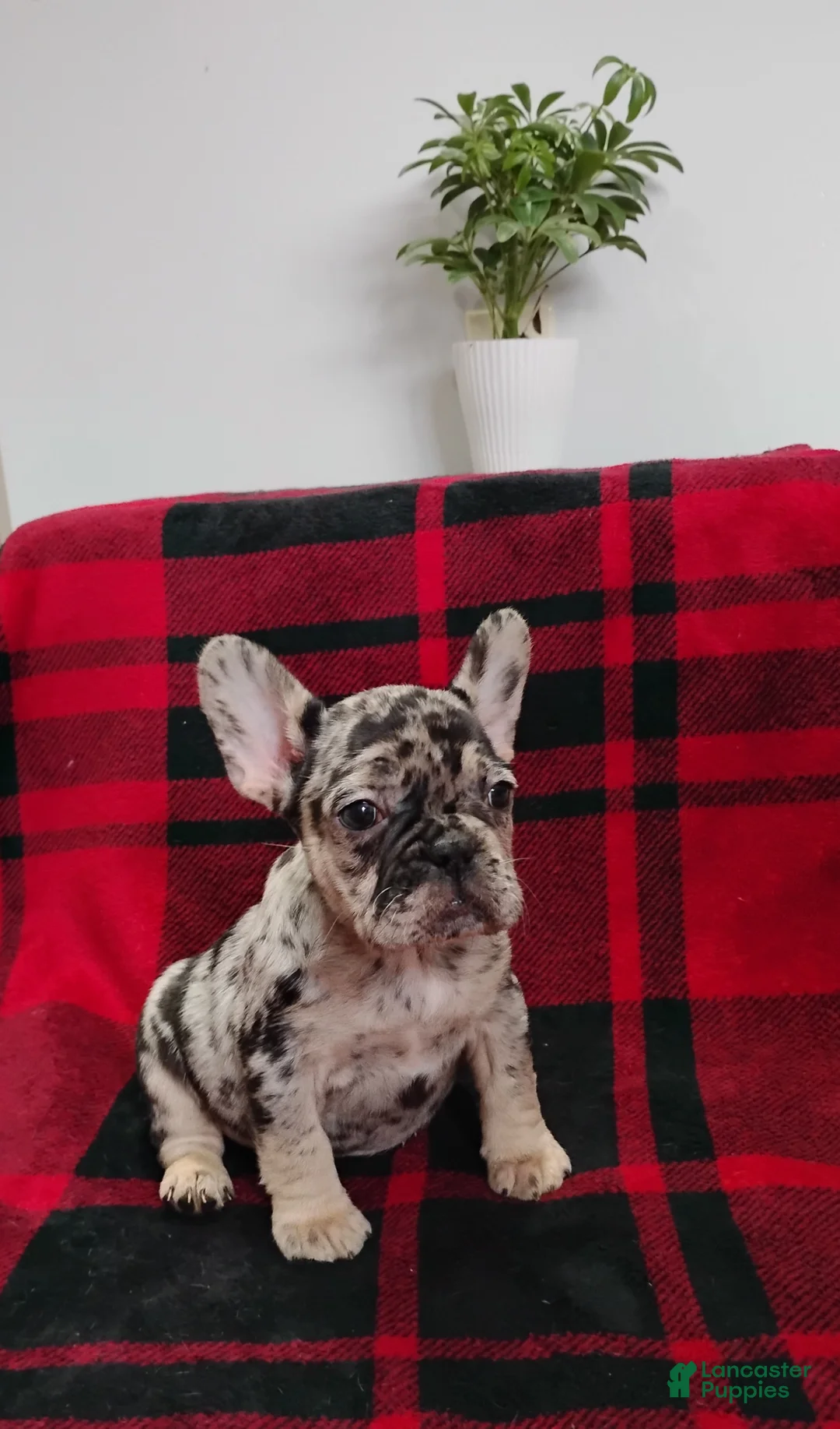 Mixed Breed dogs for sale: Remy - Ad 1