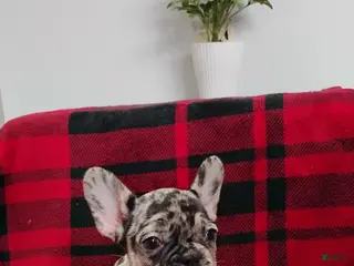 Mixed Breed dogs for sale: Remy - Ad 2