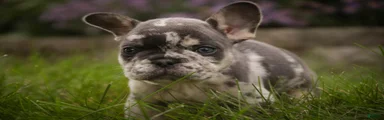 Sawyer French Bulldog 
