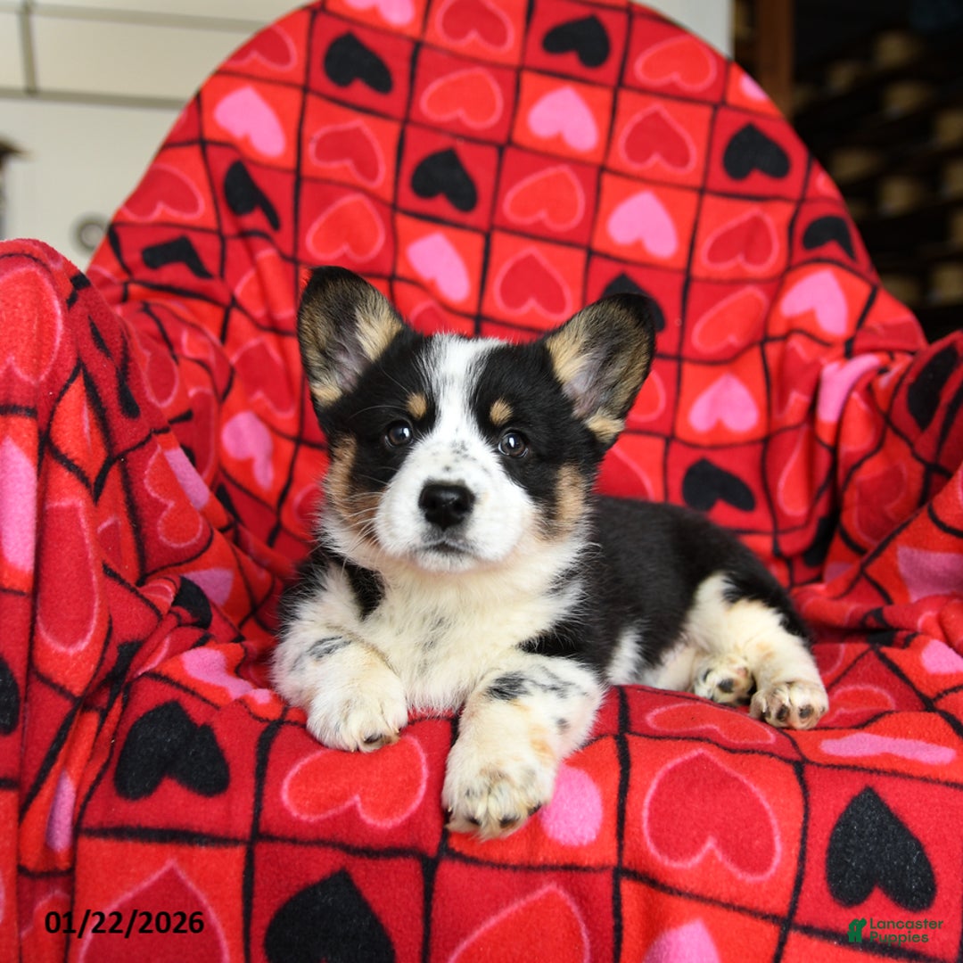 Welsh Corgi Pembroke dogs for sale: Speckles - Ad 1