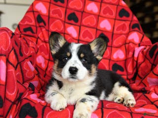 Welsh Corgi Pembroke dogs Speckles - Ad 3