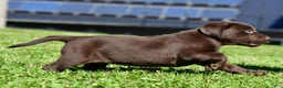 Labrador Retriever dogs for sale: Choco - Ad 7