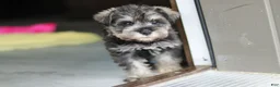 Miniature Schnauzer dogs for sale: Clementine - Ad 3