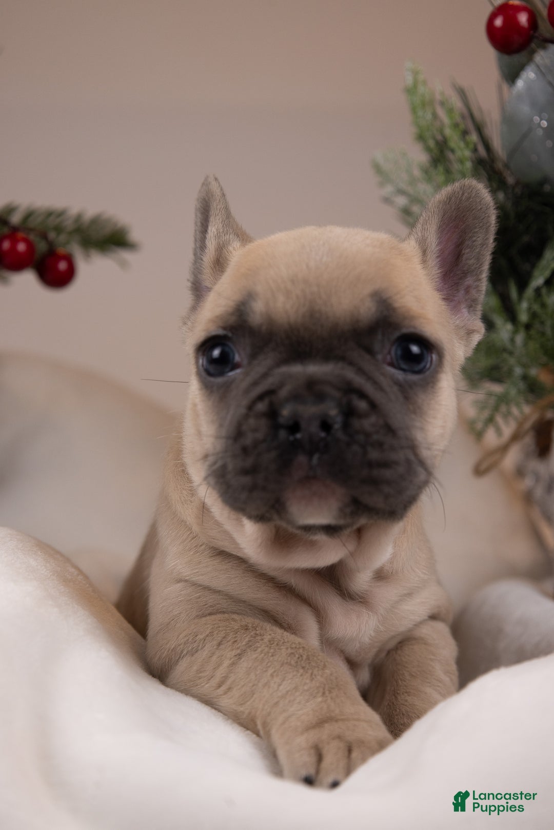French Bulldog dogs for sale: Bluey - Ad 4