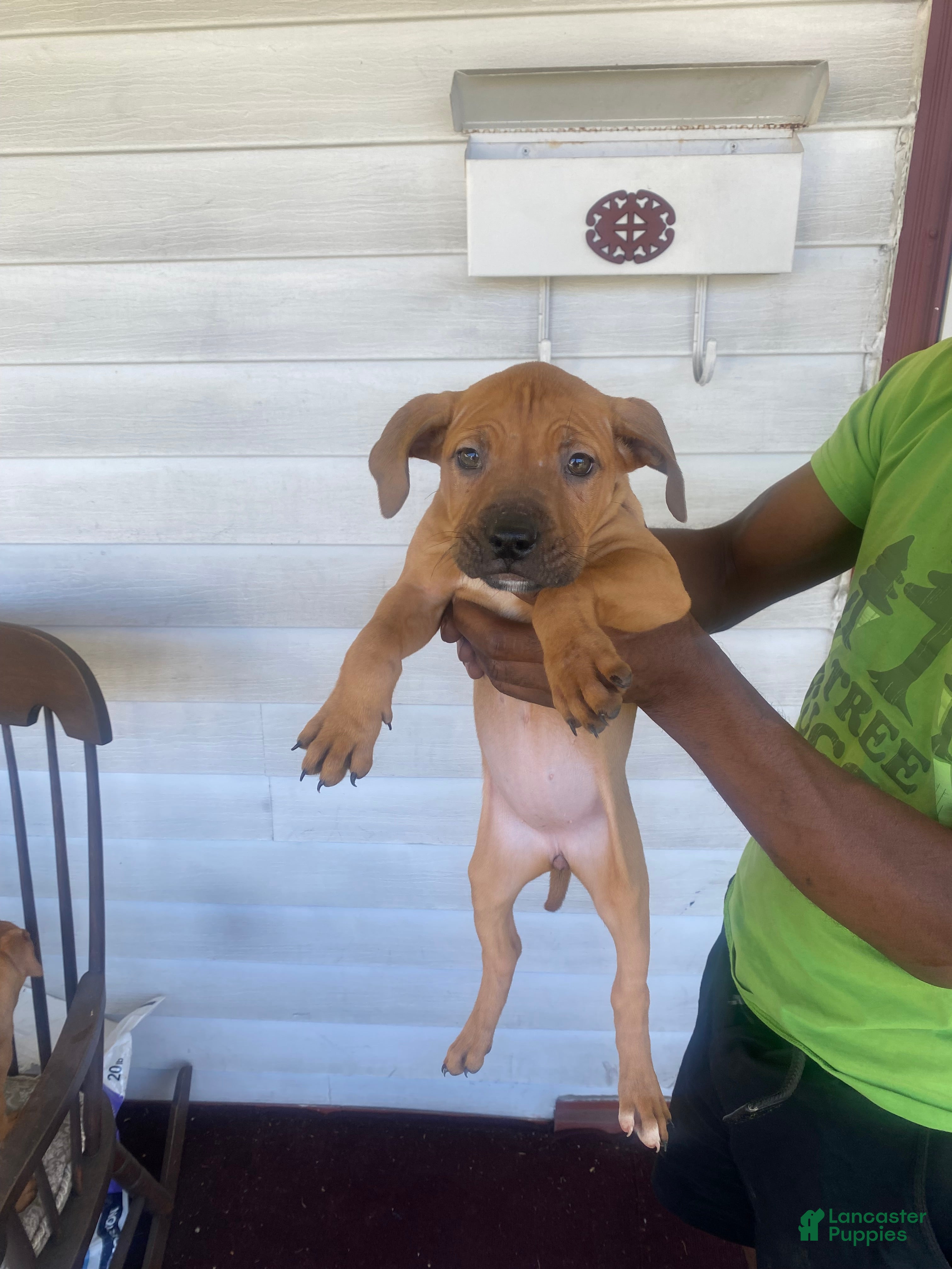 American Pit Bull Terrier dogs Brownie - Ad 7