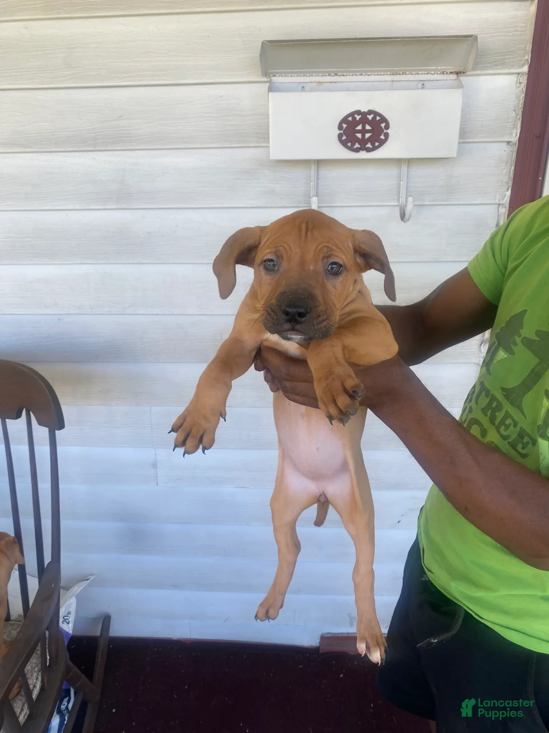 American Pit Bull Terrier dogs for sale: Brownie - Ad 1