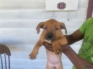 American Pit Bull Terrier dogs Brownie - Ad 7