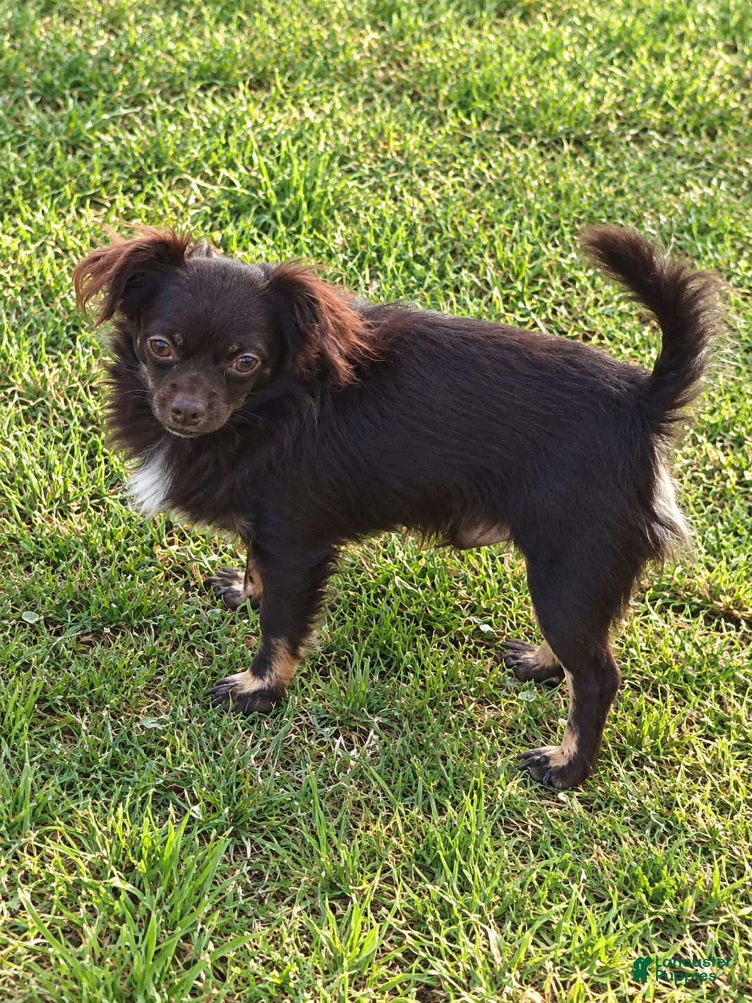 Chihuahua dogs Hershey - Ad 26