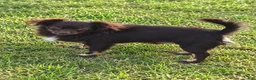 Chihuahua dogs for sale: Hershey - Ad 1
