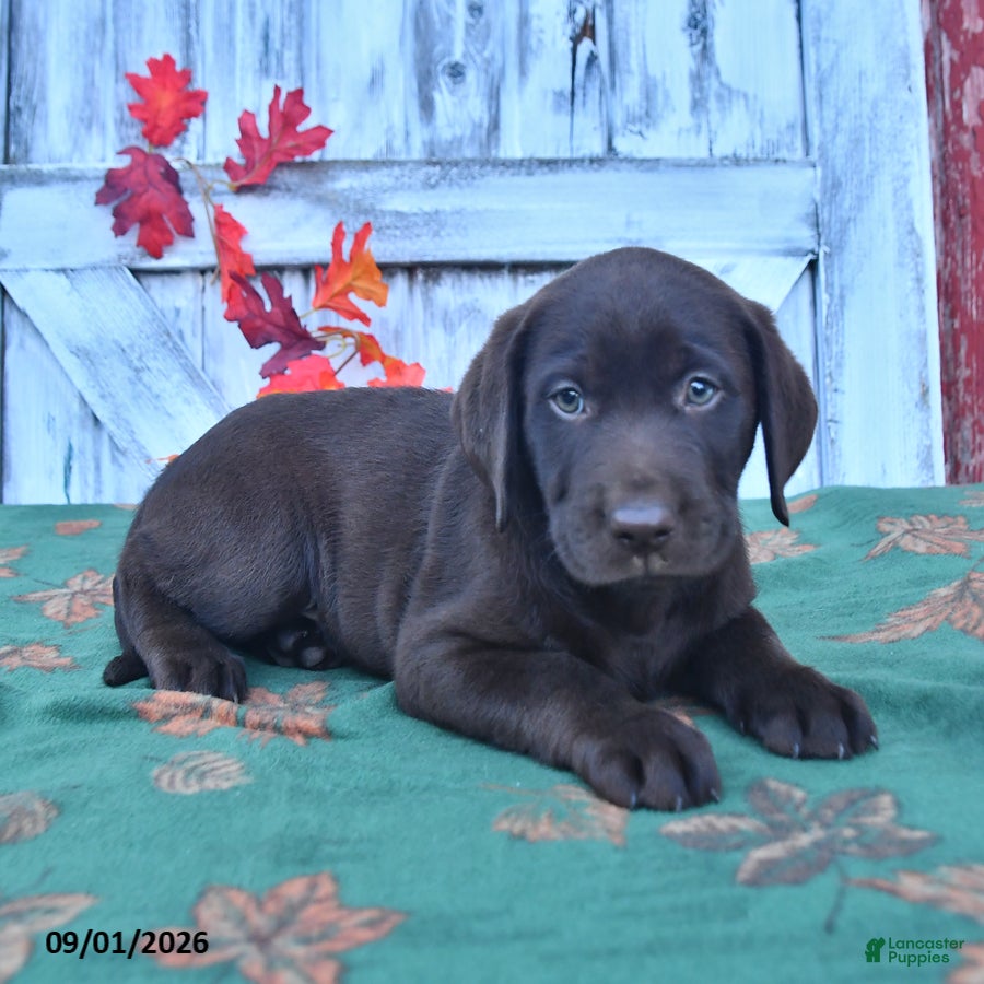 Labrador Retriever dogs Boomer - Ad 2