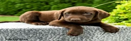 Labrador Retriever dogs for sale: Reagan - Ad 4