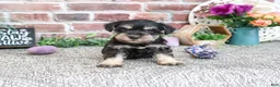 Miniature Schnauzer dogs for sale: Leah - Ad 3