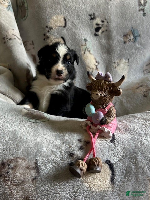 Miniature Australian Shepherd dogs Miniature Australian Shepherd Puppy 5 - Ad 37