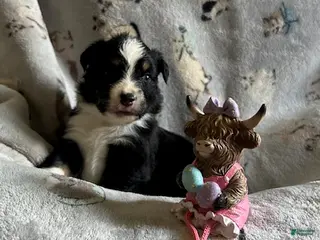 Miniature Australian Shepherd dogs Miniature Australian Shepherd Puppy 5 - Ad 37