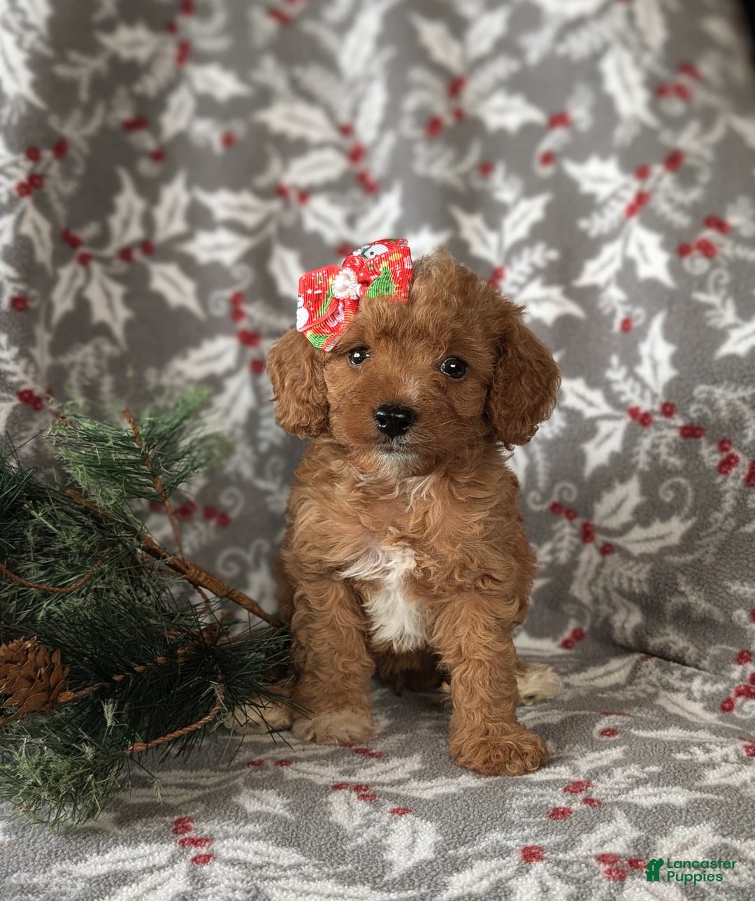 Cavapoo dogs for sale: Candace Hypoallergenic - Ad 2
