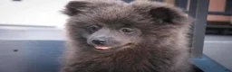 Pomeranian dogs for sale: Bluey Pomeranian  - Ad 7