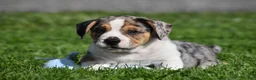 Beabull dogs for sale: Corwin - Ad 4