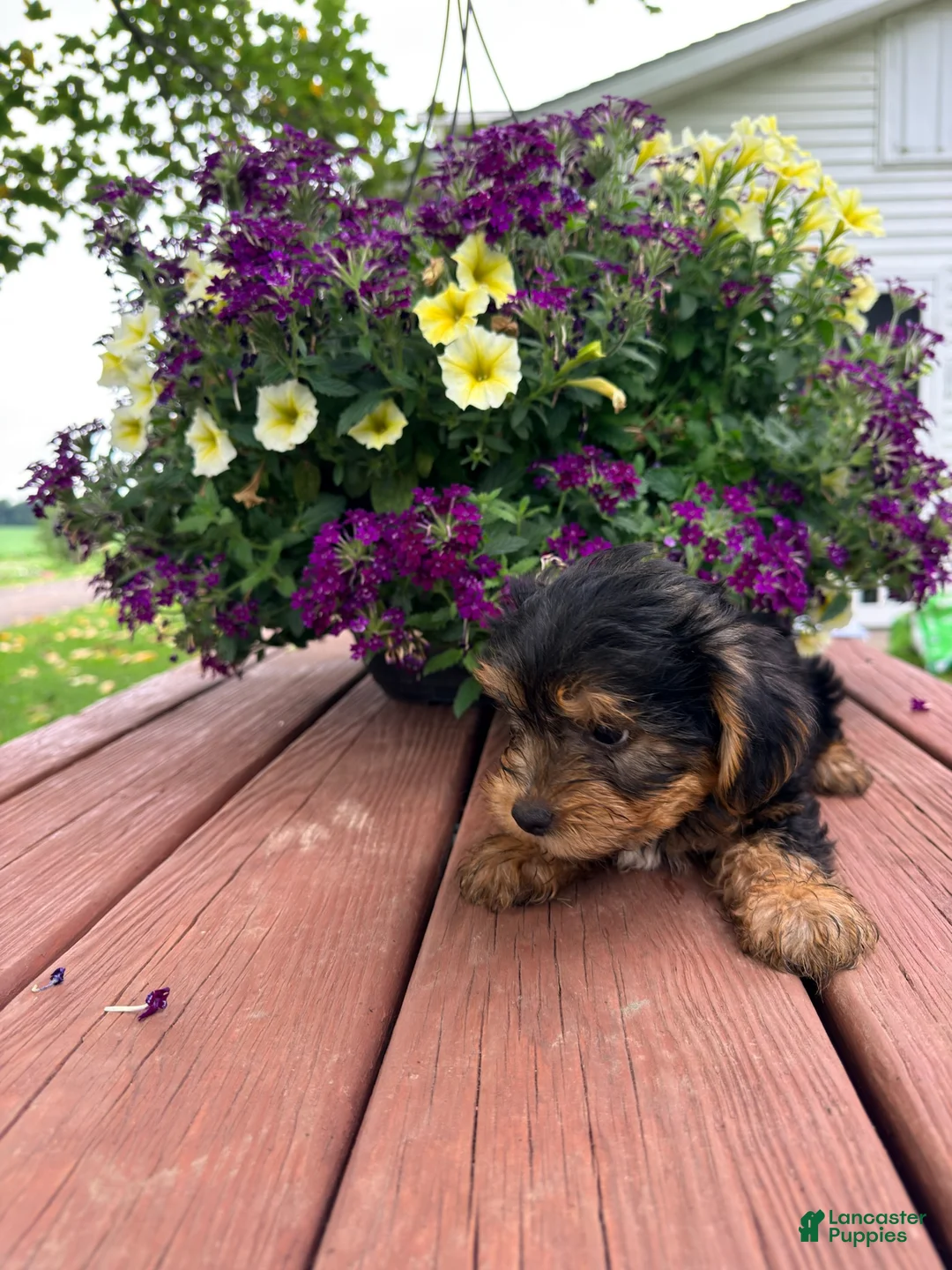 Shorkie dogs for sale: Max - Ad 1