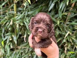 Cocker Spaniel dogs Cocker Spaniel 5 - Ad 7