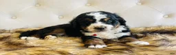 Bernedoodle dogs for sale: Macallan “ Mac”- “Ultra Bernedoodle”  - Ad 5