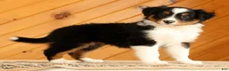 Australian Shepherd dogs for sale: Brittany - Ad 1