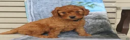 Mini Goldendoodle dogs for sale: Mocha - Ad 6