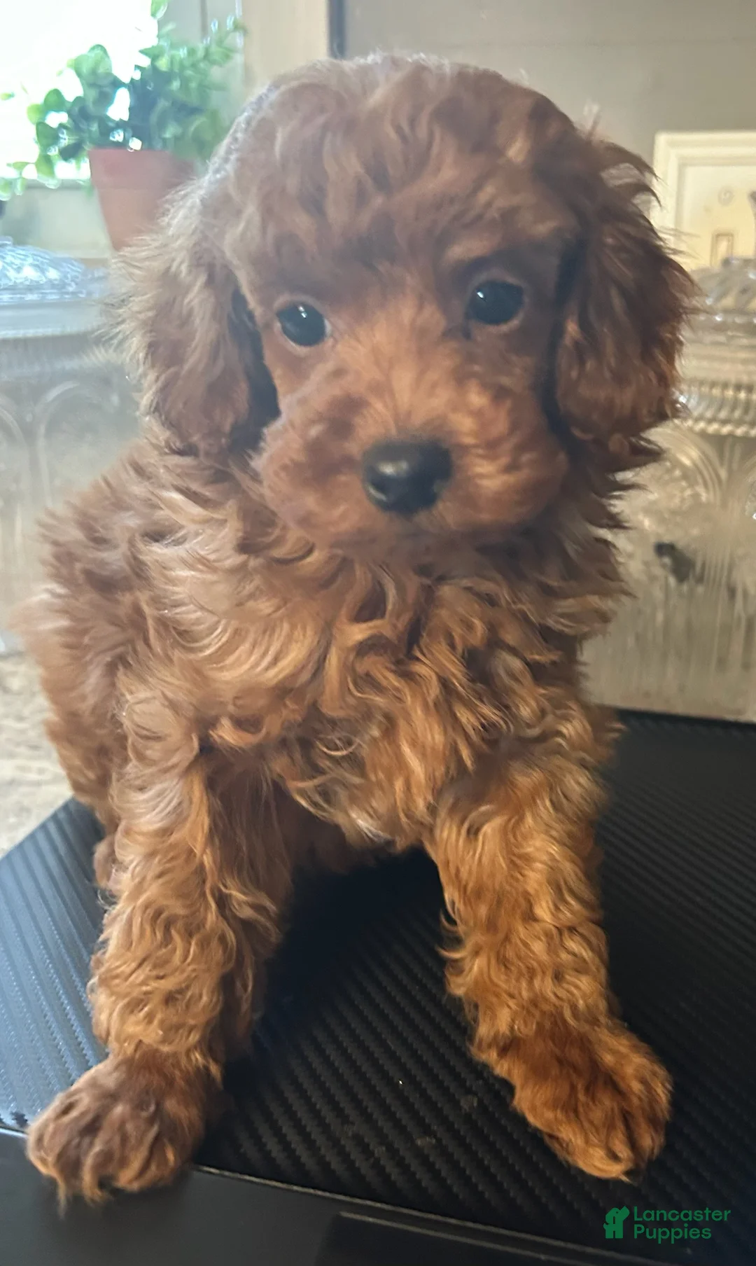 Toy Poodle dogs for sale: Butch - Ad 3