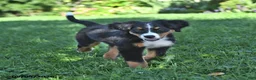 Bernese Mountain Dog dogs for sale: Kallia - Ad 9
