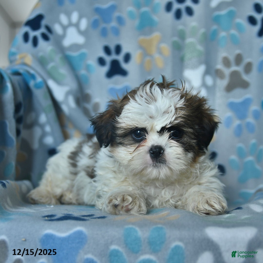 Shih Tzu dogs for sale: Frosty  - Ad 1