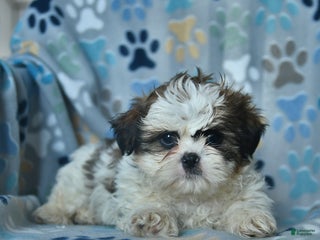 Shih Tzu dogs Frosty - Ad 13