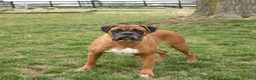 Boxer dogs for sale: Snowflake - Ad 7