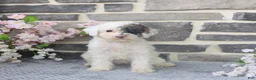 Miniature Poodle dogs for sale: Dora - Ad 5
