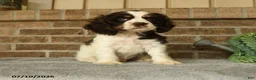 English Cocker Spaniel dogs for sale: Jack  - Ad 3
