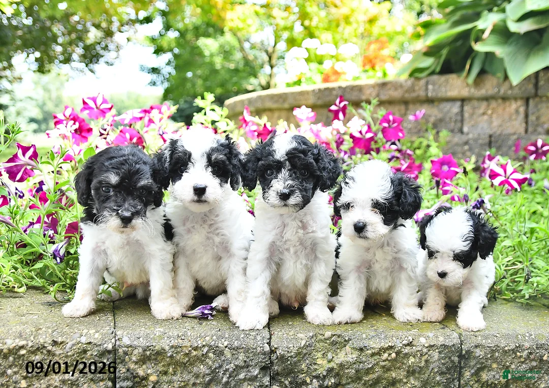 Toy Poodle dogs for sale: Mason    EXTRA SMALL - Ad 3