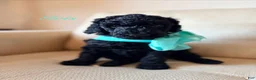 Standard Poodle dogs for sale: Iris - Ad 1