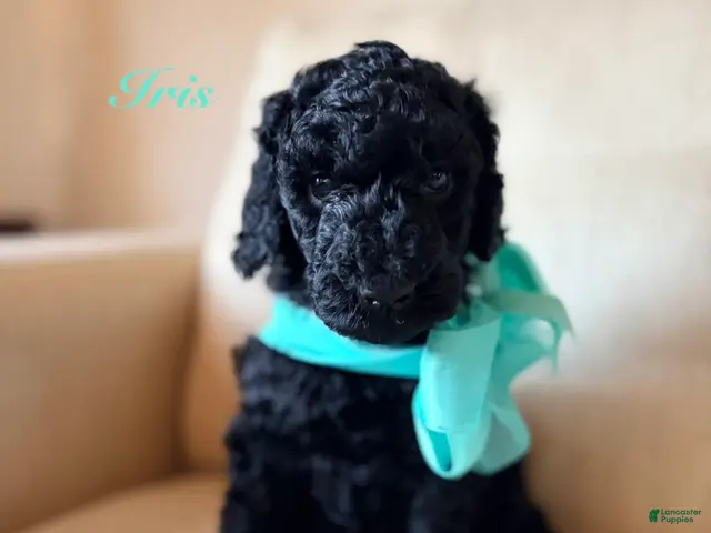 Standard Poodle dogs for sale: Iris - Ad 28