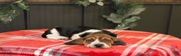 Basset Hound dogs for sale: Sophie - Ad 3