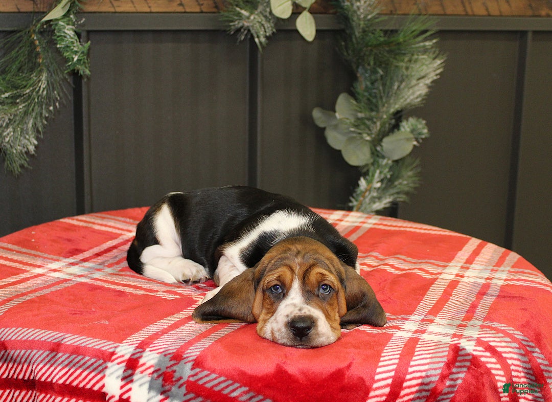 Basset Hound dogs for sale: Sophie - Ad 3