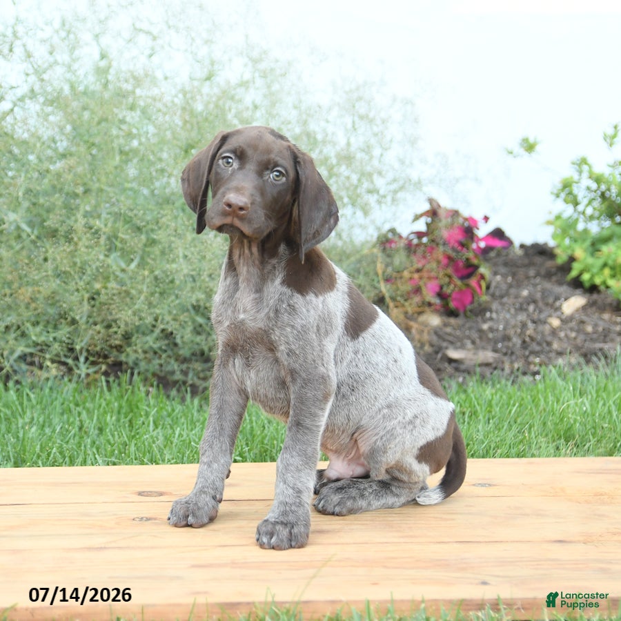 German Shorthaired Pointer dogs Chase - Ad 2