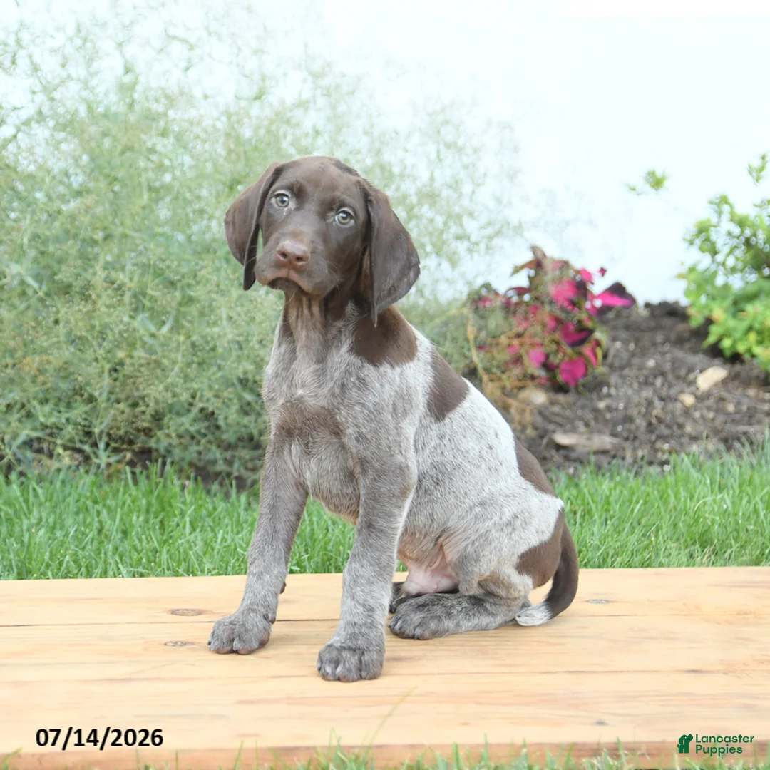 German Shorthaired Pointer dogs for sale: Chase - Ad 2