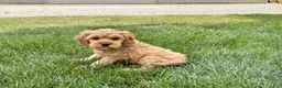 Mixed Breed dogs for sale: Cockapoo/Cavapoo male 1 - Ad 6