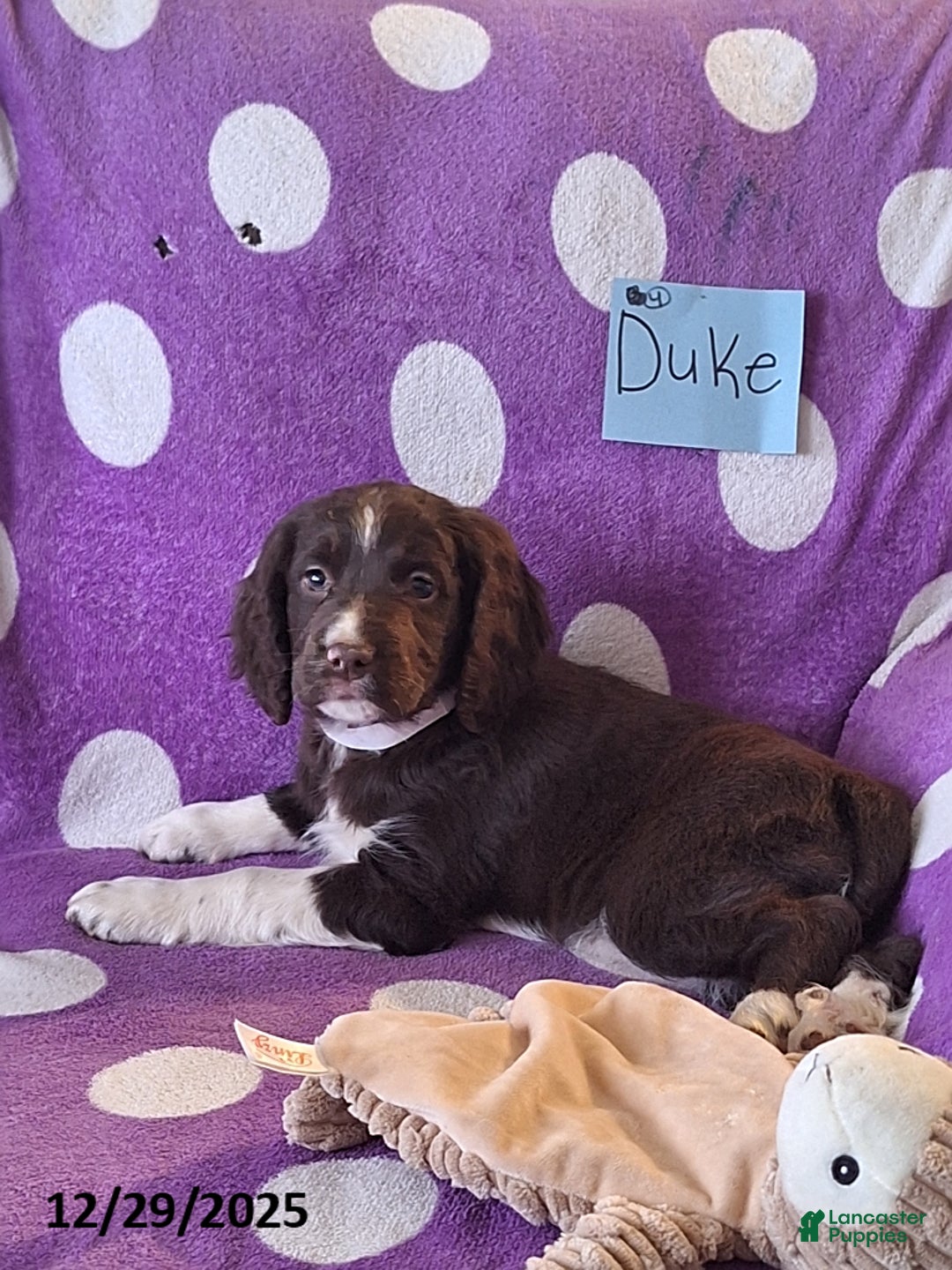 English Springer Spaniel dogs for sale: Duke - Ad 6