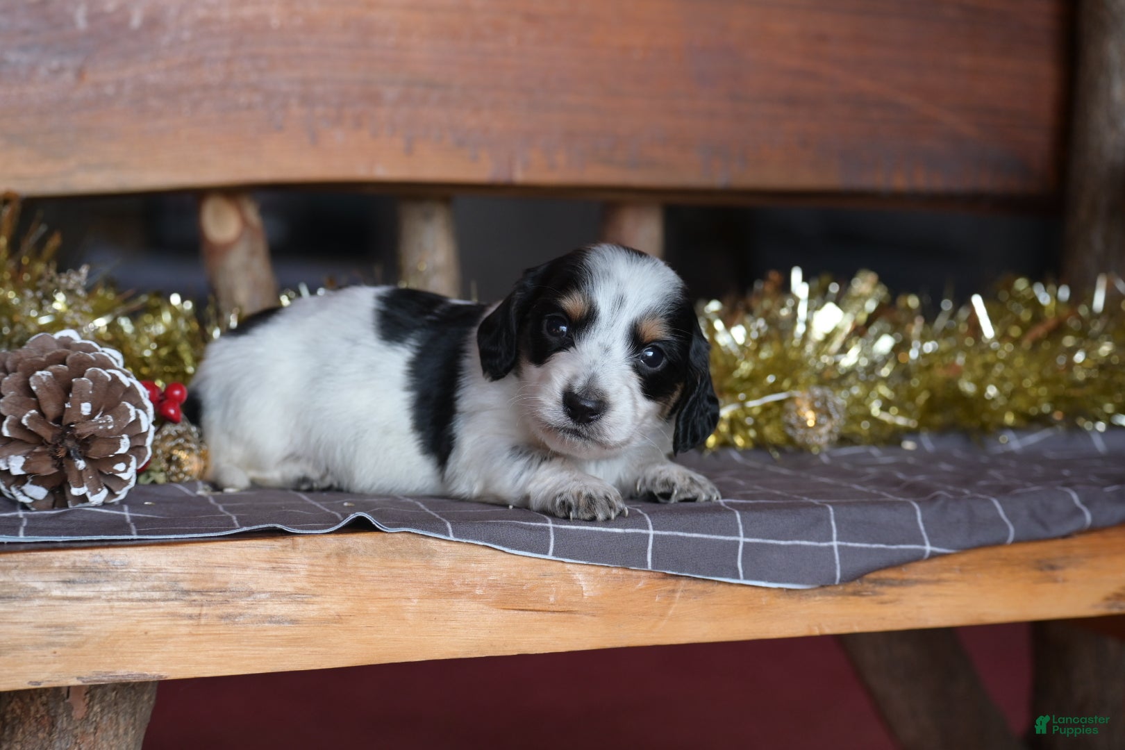 Dachshund dogs for sale: Snowflake - Ad 2